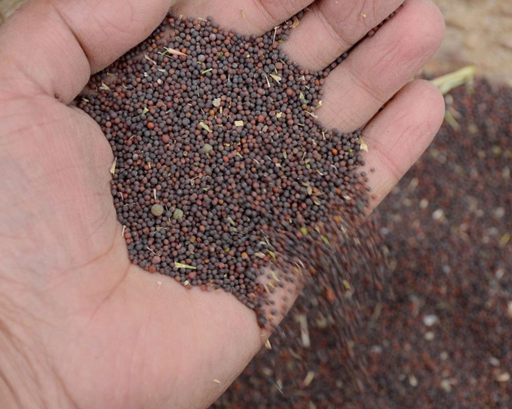 Nieuwe oogst en handelsakkoord laten het beste verhopen voor mosterdzaad.