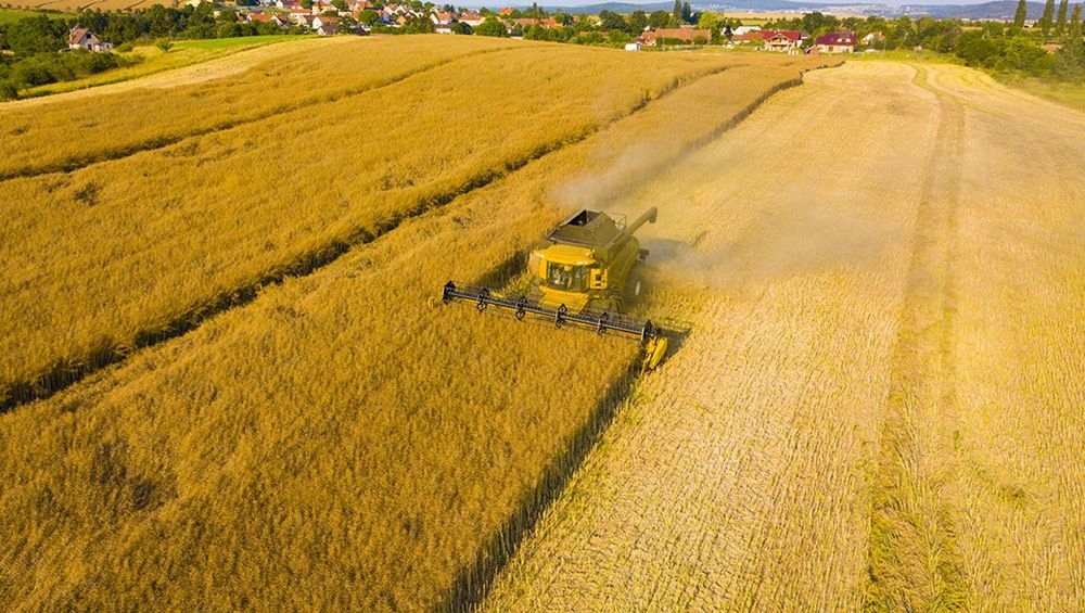 Trend: matige oogst en stijgende vraag naar koolzaadolie