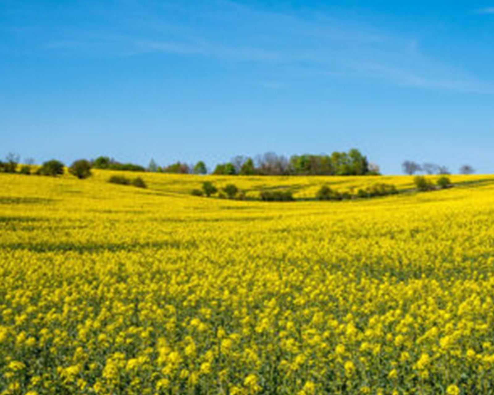 Marktrapport - prijsstijging van oliën en vetten houdt aan